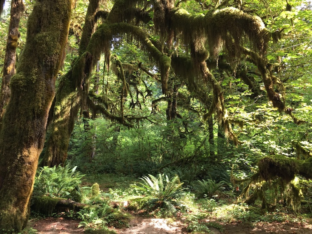 Voorbeeldroute Seattle - San Francisco - Hoh Rainforest