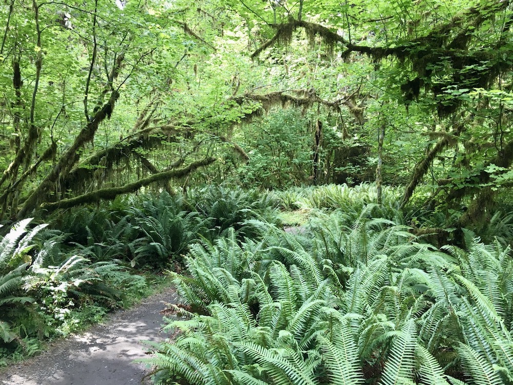 5 Highlights van Washington State - Hoh Rain Forest